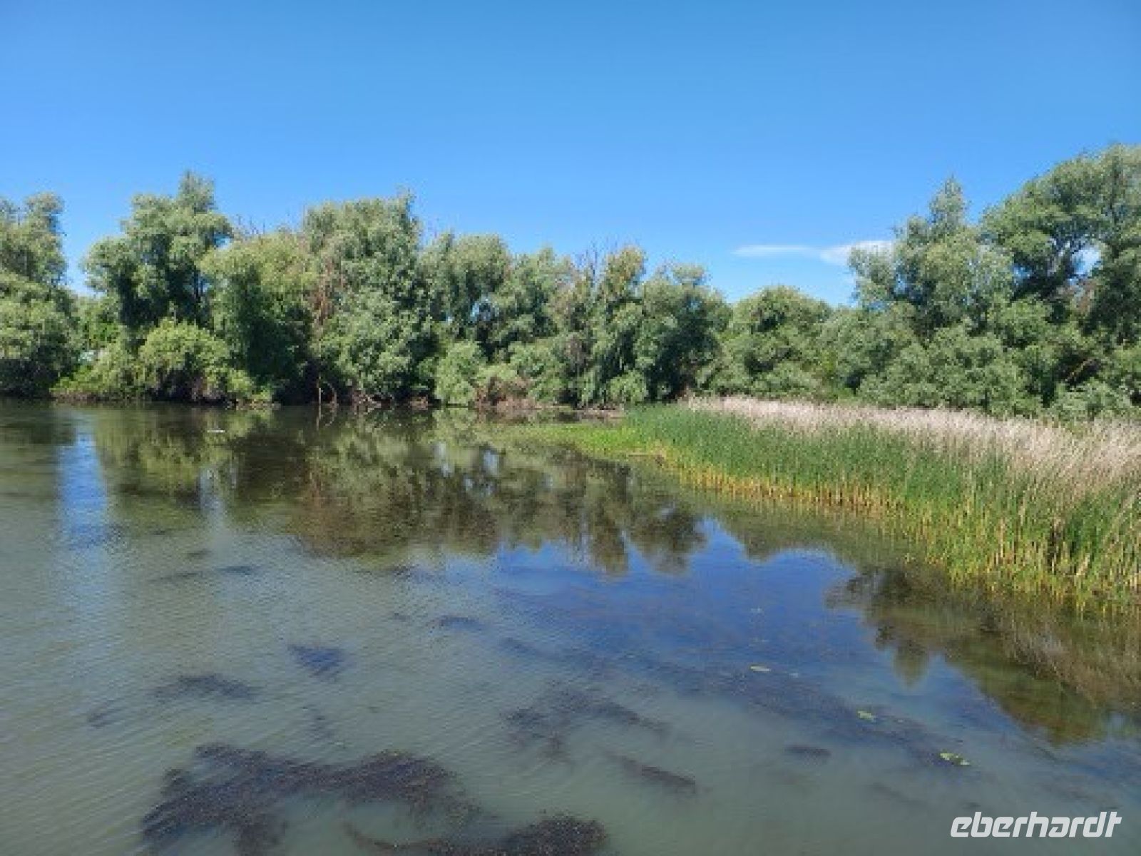 Schilffgürtel säumen das Ufer