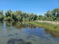 Schilffgürtel säumen das Ufer