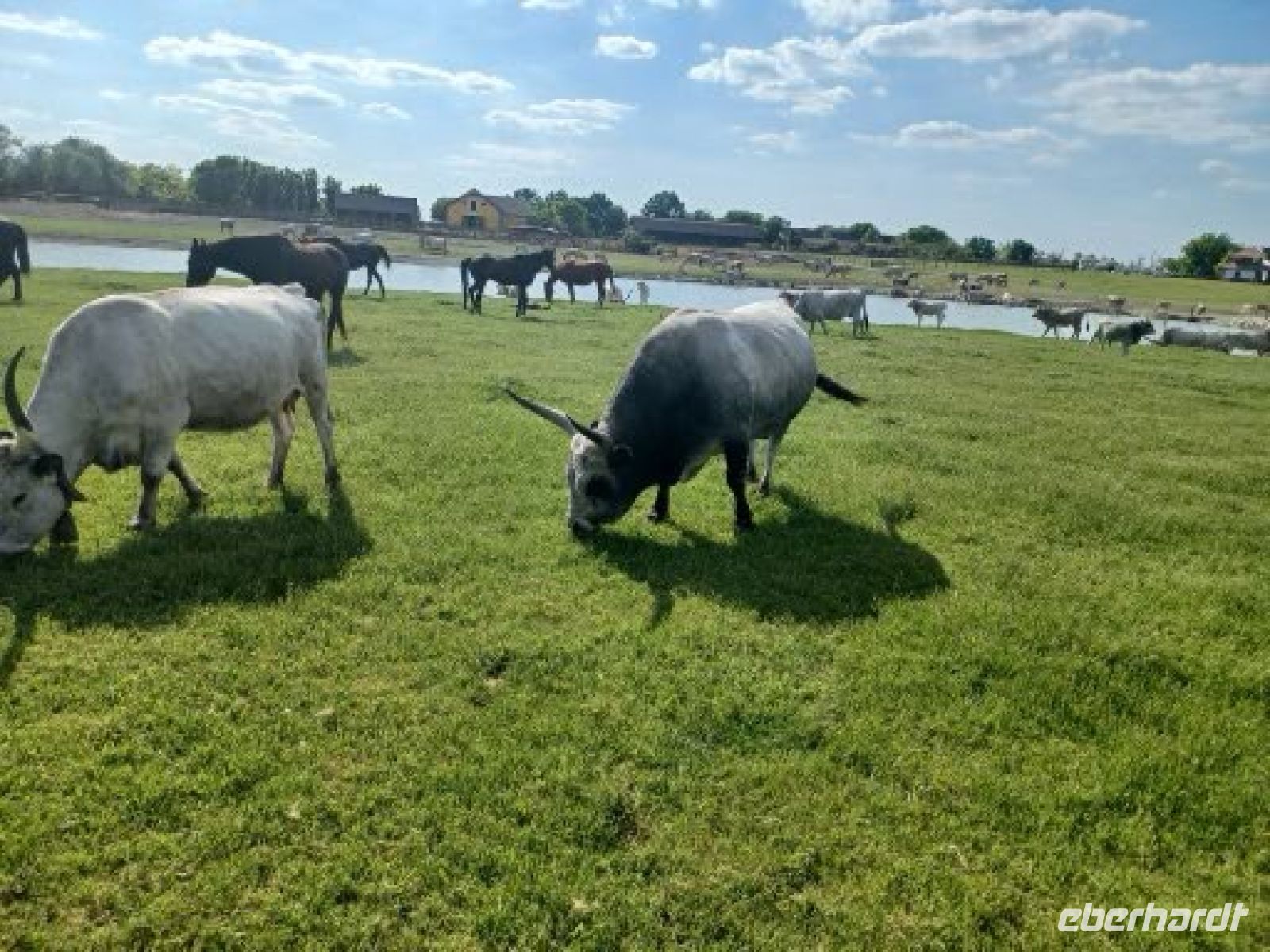 Rinder u. Pferde in Freilandhaltung das ganze Jahr