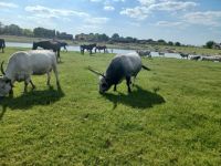 Rinder u. Pferde in Freilandhaltung das ganze Jahr