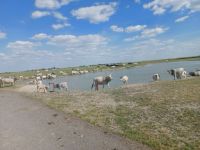 Trinkwasser in der Steppenlandschaft