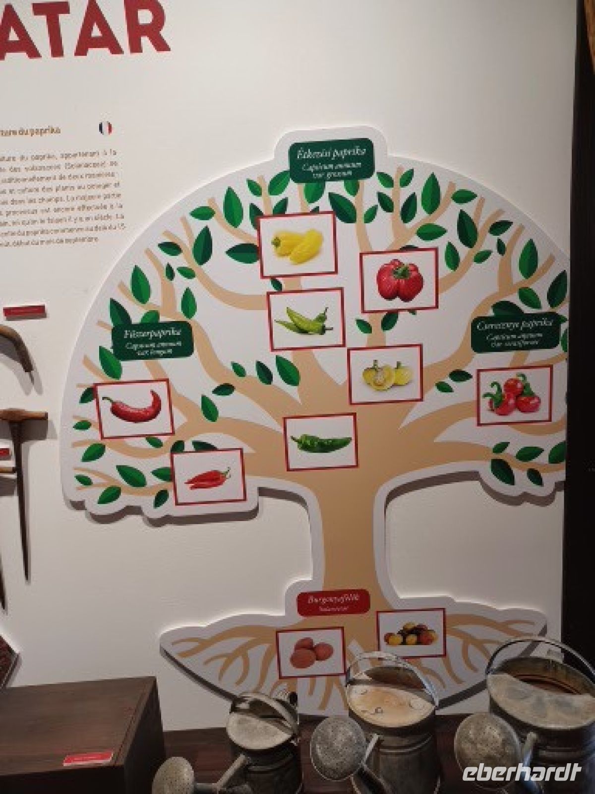 Paprikasorten von süß bis scharf