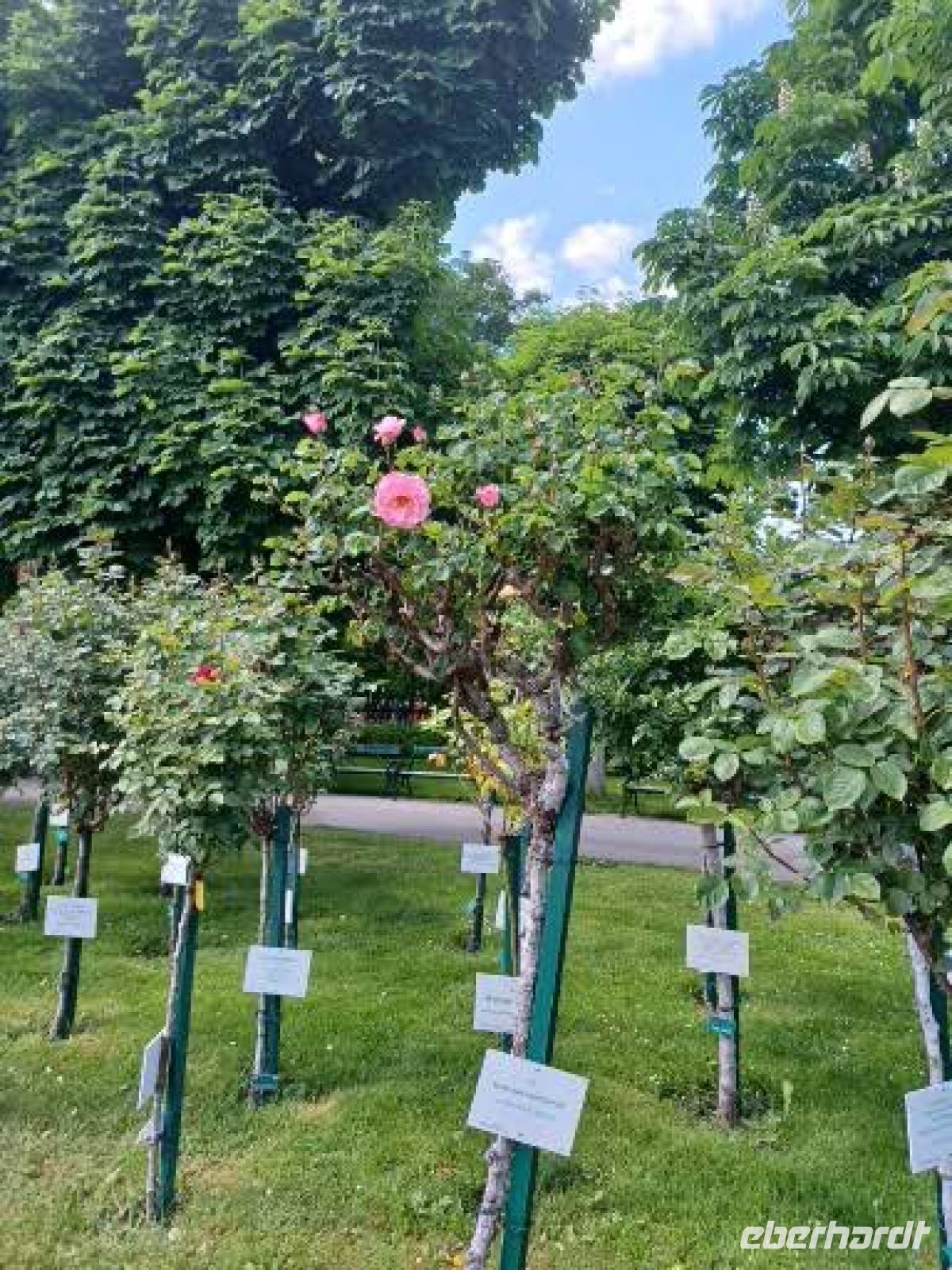 Rosenstöcke im Volksgarten