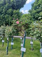 Rosenstöcke im Volksgarten