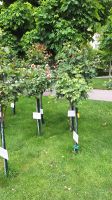 Im Rosengarten, Spaziergang durch Wien,  &ndash; &copy; Andreas Kunzmann (Eberhardt TRAVEL)