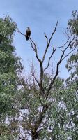 Ein Seeadler &ndash; &copy; Andreas Kunzmann (Eberhardt TRAVEL)