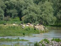Donauimpressionen bei Tulcea