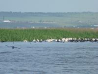 Biosphärenreservat Donaudelta