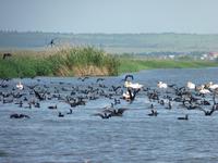 Pelikane und Komorane