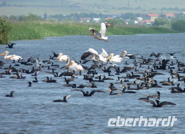Pelikane und Komorane