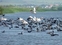 Pelikane und Komorane