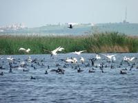 Pelikane und Komorane