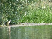 Biosphärenreservat Donaudelta