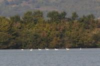 Auf der Donau
