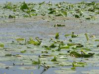 Donaudelta