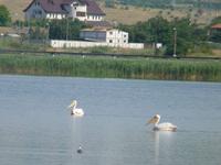 Donaudelta