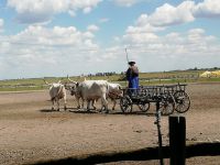 In der Puszta 
