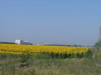 Sonnenblumenfelder