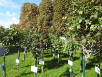 Wien - Volksgarten