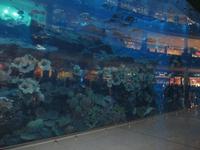 Aquarium in der Dubai Mall