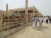 Die Nachwuchsabteilung der Kamelfarm