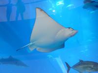 064 Dubai - Dubai Mall und Burj Khalifa