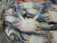 171 Abu Dhabi - Fischmarkt