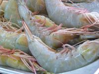 172 Abu Dhabi - Fischmarkt