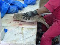 173 Abu Dhabi - Fischmarkt