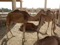 194 Manama_Bahrain - Royal Camel Farm