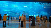 Dubai-Mall Aquarium