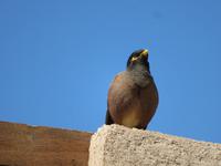 Bewohner in alten Dubai