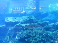 Dubai-Mall Aquarium