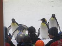 Pinguine Ski-Halle Mall of Emirates