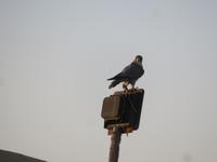 Falkenshow im Wüstencamp