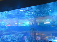 Aquarium in der Dubai Mall