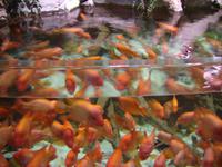 Dubai Mall (Aquarium & Unterwasserzoo)