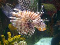 Dubai Mall (Aquarium & Unterwasserzoo)