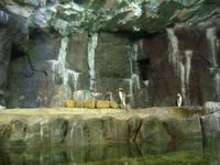 Dubai Mall (Aquarium & Unterwasserzoo)