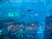 Dubai Mall (Aquarium & Unterwasserzoo)