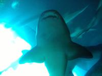 Dubai Mall (Aquarium & Unterwasserzoo)
