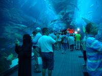Dubai Mall (Aquarium & Unterwasserzoo)