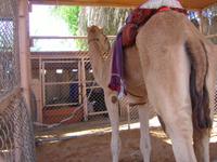 Abu Dhabi (Heritage Village)