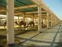 Bahrain (Besuch einer Kamelfarm)