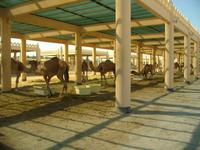Bahrain (Besuch einer Kamelfarm)