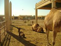 Bahrain (Besuch einer Kamelfarm)
