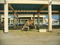 Bahrain (Besuch einer Kamelfarm)