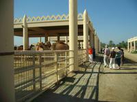 Bahrain (Besuch einer Kamelfarm)