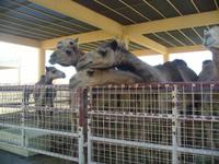 Bahrain (Besuch einer Kamelfarm)