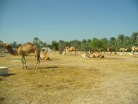 Bahrain (Besuch einer Kamelfarm)